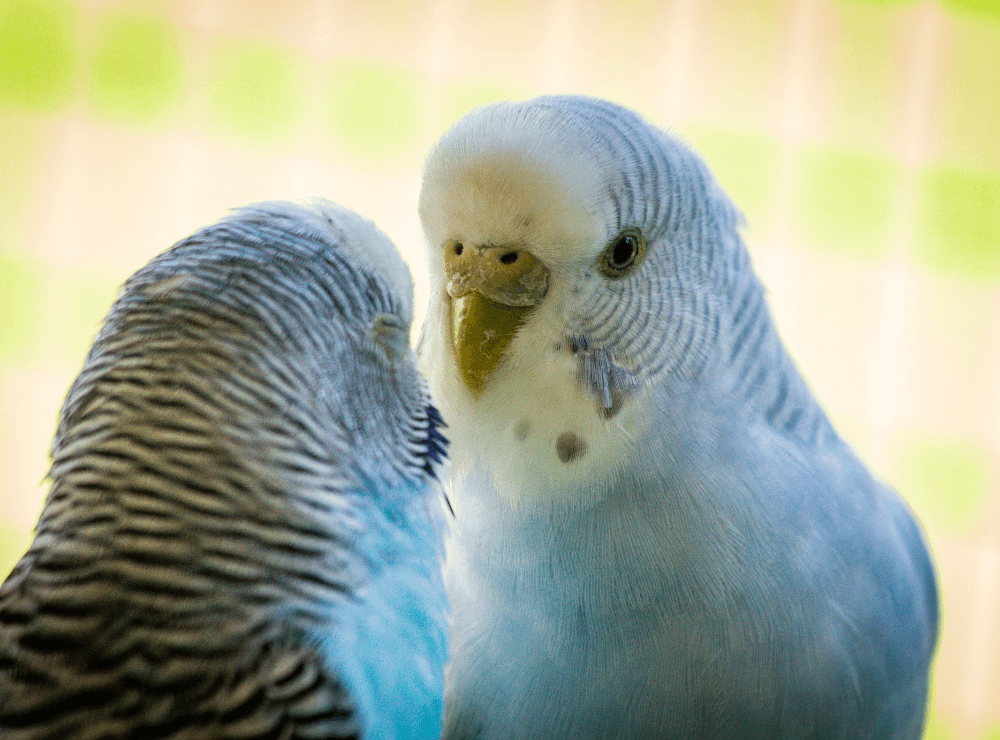 budgie look at each other