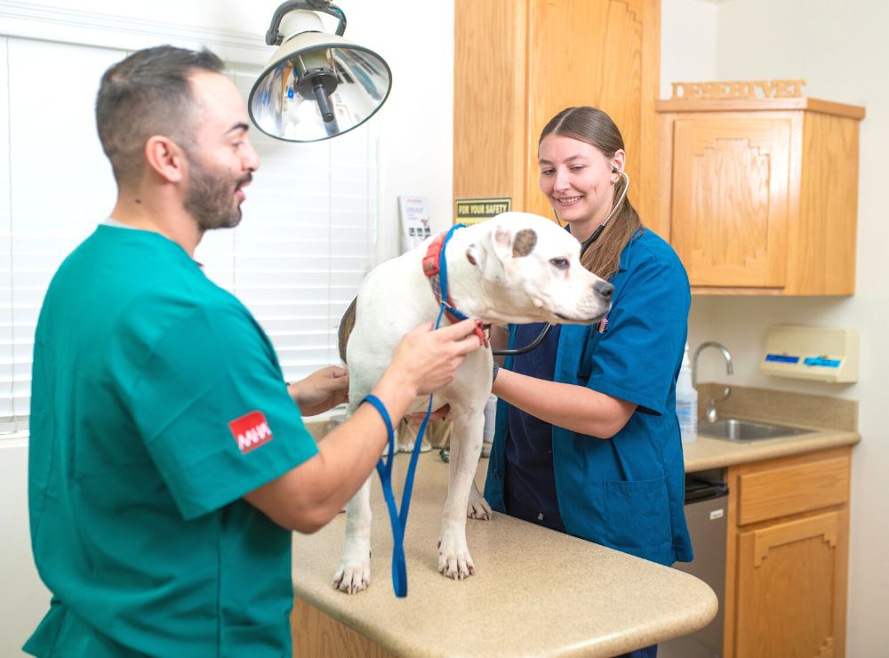 Best Veterinary Hospital In Yuma, AZ | Desert Vet Clinic