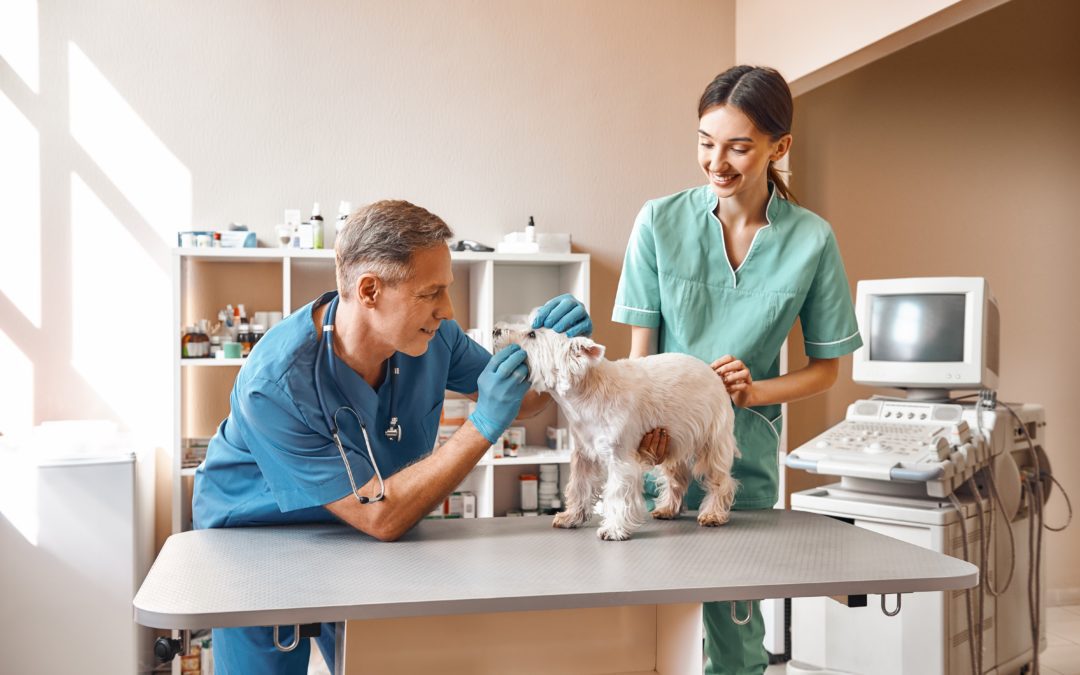 Is It Time for Your Pet’s Dental Cleaning?