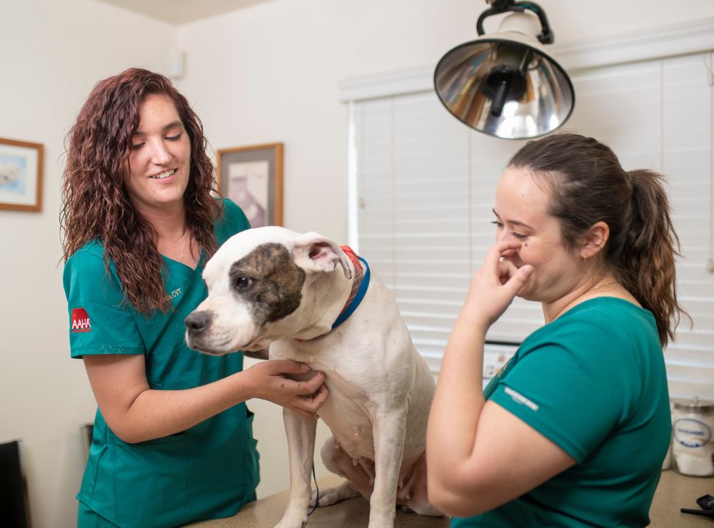 Veterinary Clinic - join our team