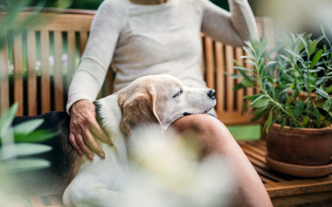 Old beagle taking a nap on their owners lap on a bench