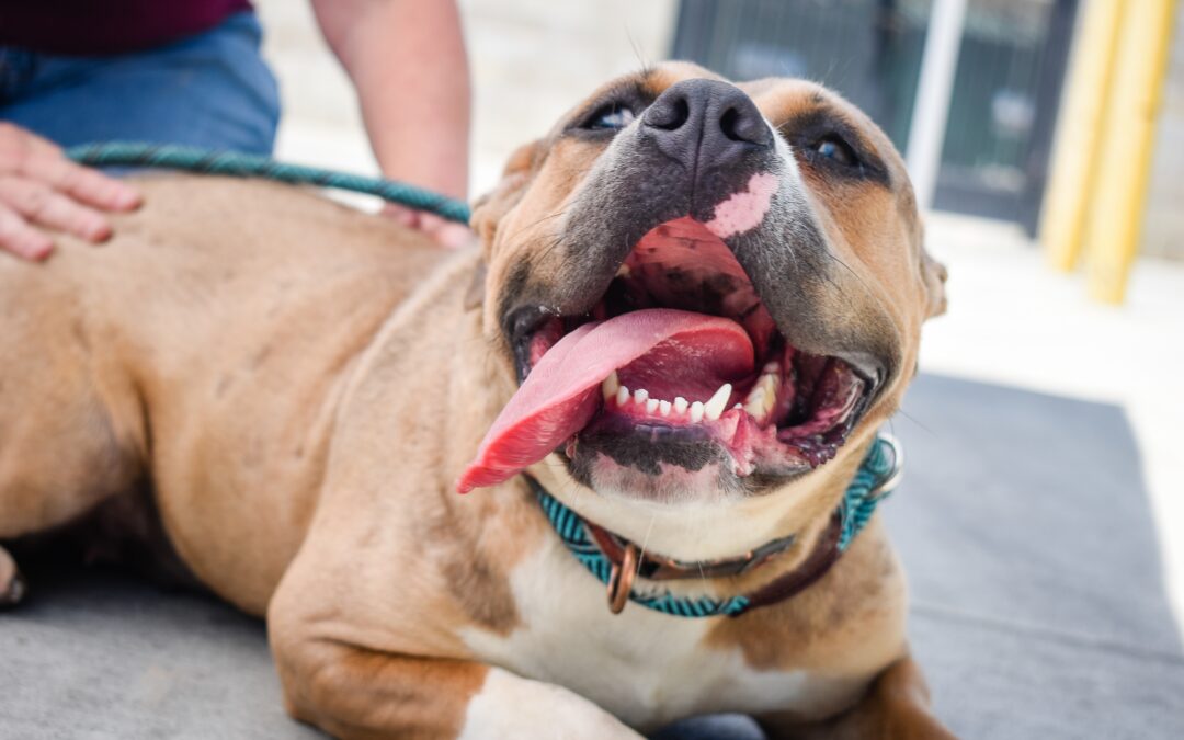 Unveiling Canine Dental Wellness: Beyond the Bark