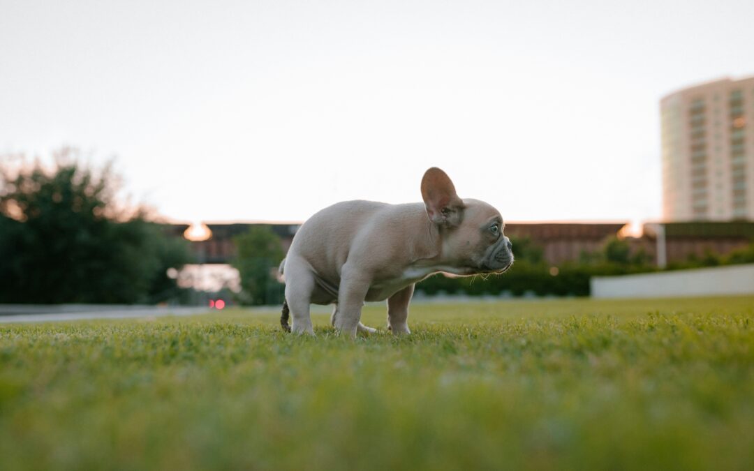 French bulldog puppy going to the bathroom in the park