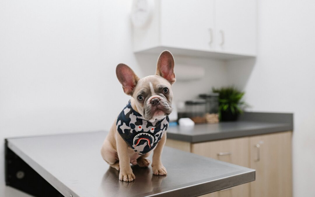 What You Can’t See Can Hurt Them: The Importance of Preventative Lab Work